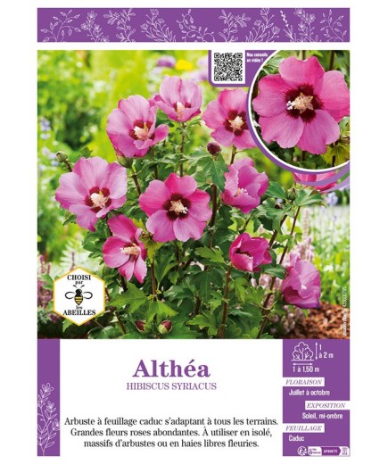HIBISCUS SYRIACUS voir Althéa (rose)
