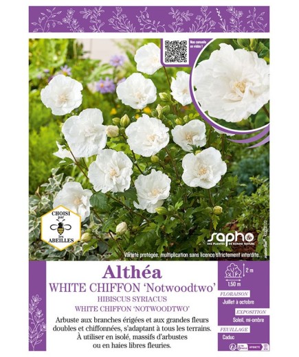 HIBISCUS SYRIACUS WHITE CHIFFON NOTWOODTWO voir Althéa