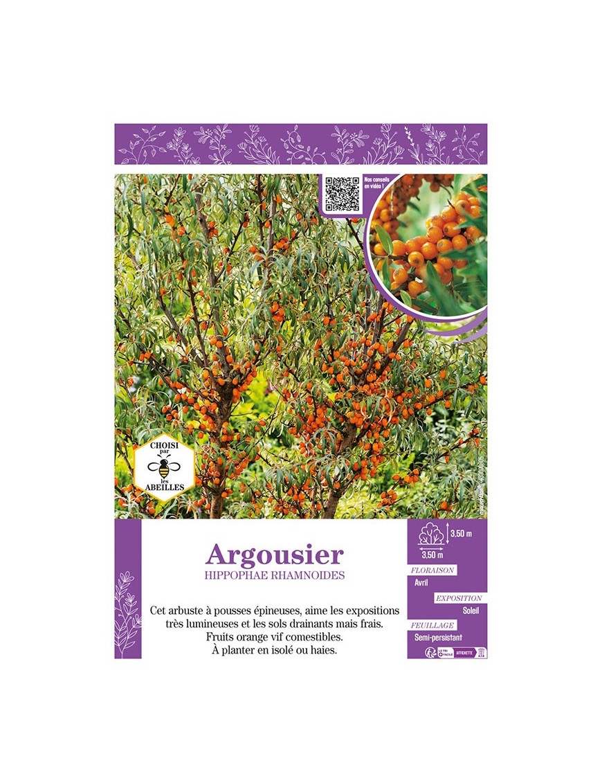 HIPPOPHAE RHAMNOIDES voir ARGOUSIER