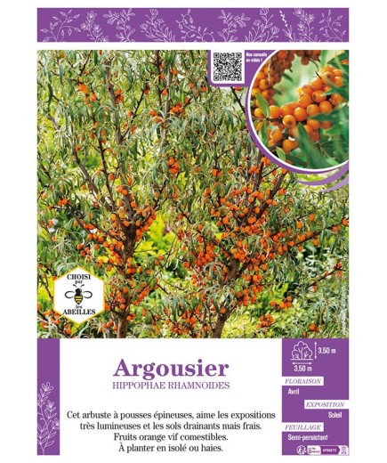 HIPPOPHAE RHAMNOIDES voir ARGOUSIER