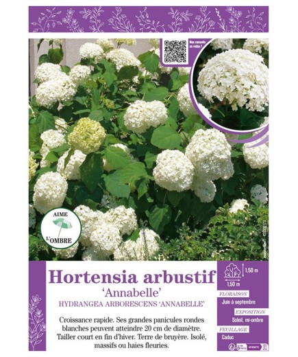HYDRANGEA ARBORESCENS ANNABELLE voir Hortensia arbustif