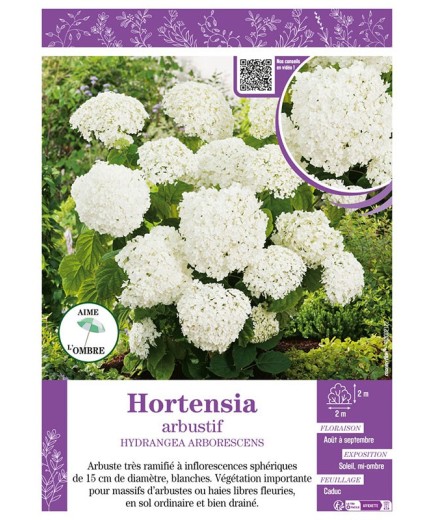 HYDRANGEA ARBORESCENS voir Hortensia arbustif