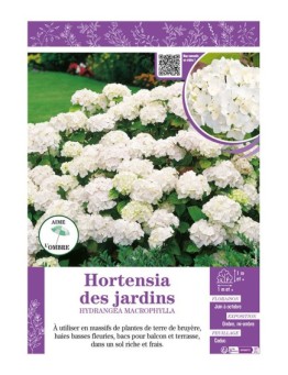 HYDRANGEA MACROPHYLLA voir Hortensia des jardins (blanc)