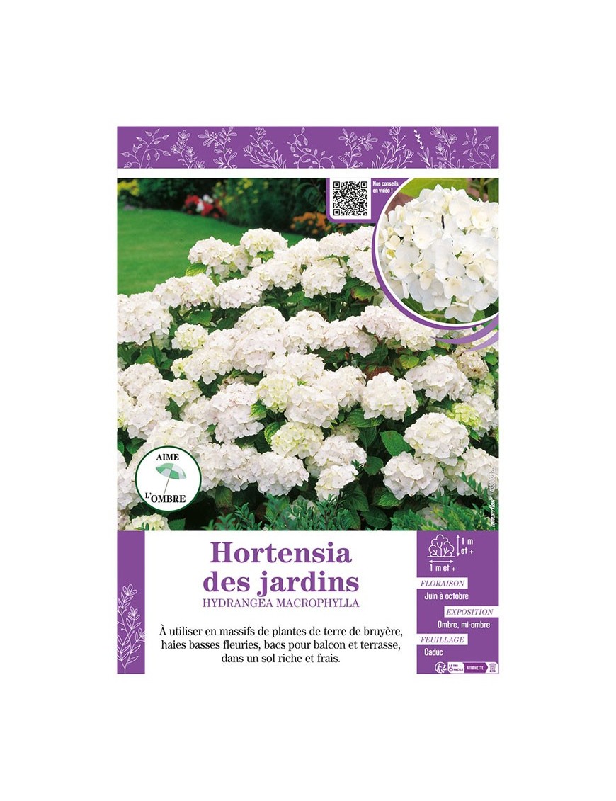 HYDRANGEA MACROPHYLLA voir Hortensia des jardins (blanc)