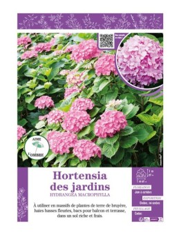 HYDRANGEA MACROPHYLLA voir Hortensia des jardins (rose)