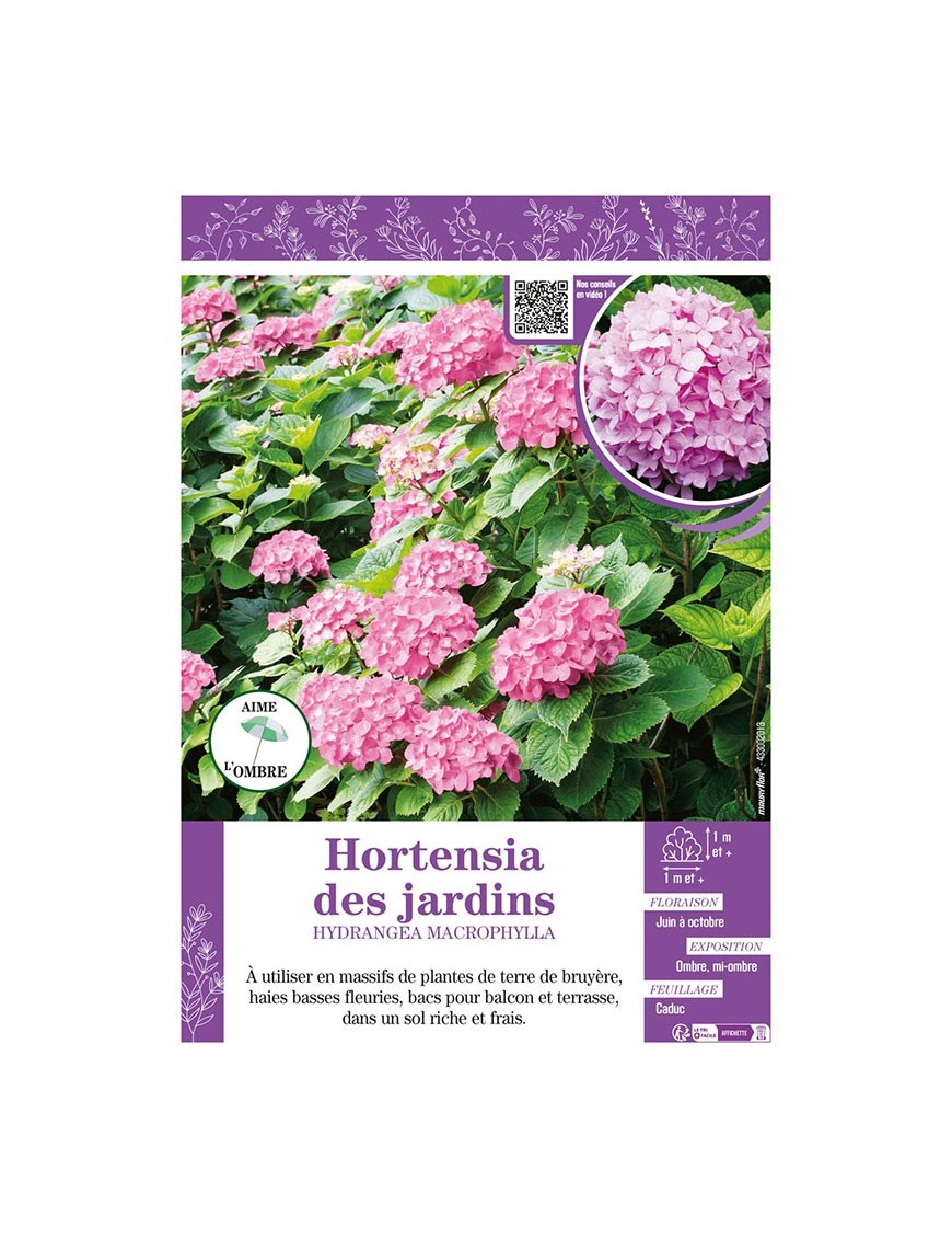 HYDRANGEA MACROPHYLLA voir Hortensia des jardins (rose)