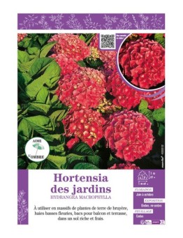 HYDRANGEA MACROPHYLLA voir Hortensia des jardins (rouge)