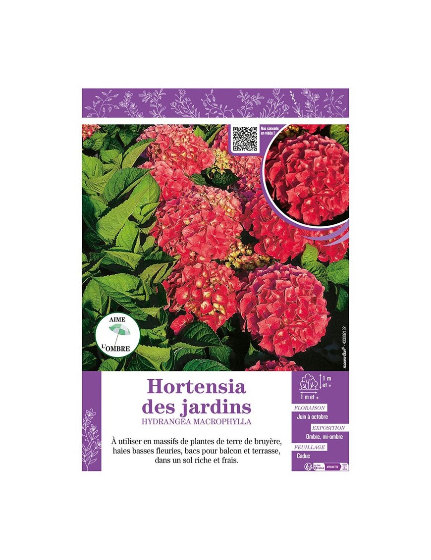 HYDRANGEA MACROPHYLLA voir Hortensia des jardins (rouge)