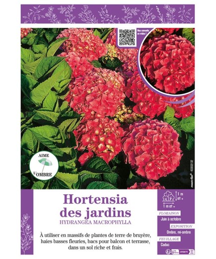 HYDRANGEA MACROPHYLLA voir Hortensia des jardins (rouge)
