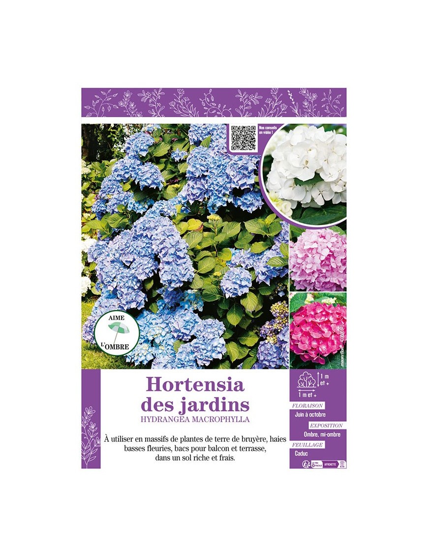 HYDRANGEA MACROPHYLLA voir Hortensia des jardins (varié)