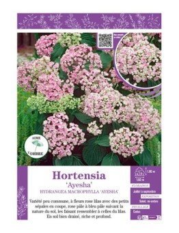 HYDRANGEA MACROPHYLLA AYESHA voir Hortensia