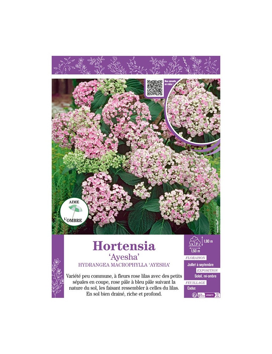 HYDRANGEA MACROPHYLLA AYESHA voir Hortensia