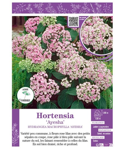 HYDRANGEA MACROPHYLLA AYESHA voir Hortensia