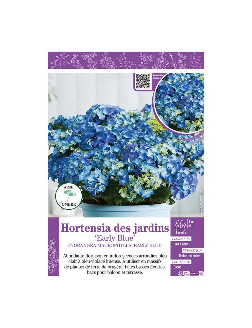 HYDRANGEA MACROPHYLLA EARLY BLUE voir Hortensia des jardins