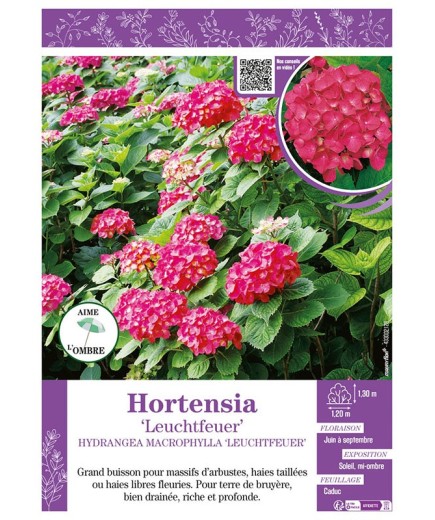 HYDRANGEA MACROPHYLLA LEUCHTFEUER voir Hortensia