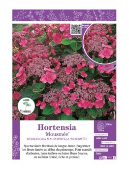 HYDRANGEA MACROPHYLLA MOUSMÉE voir Hortensia