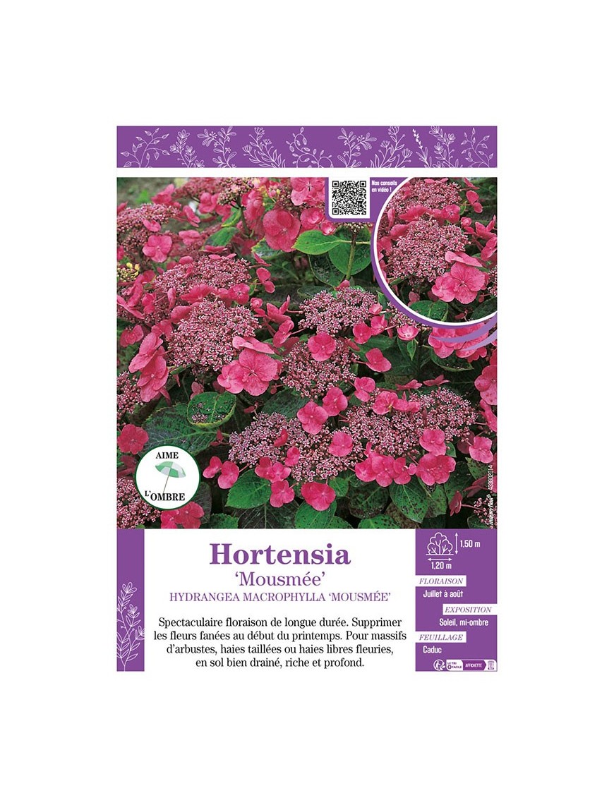 HYDRANGEA MACROPHYLLA MOUSMÉE voir Hortensia