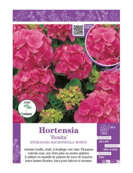 HYDRANGEA MACROPHYLLA ROSITA voir Hortensia