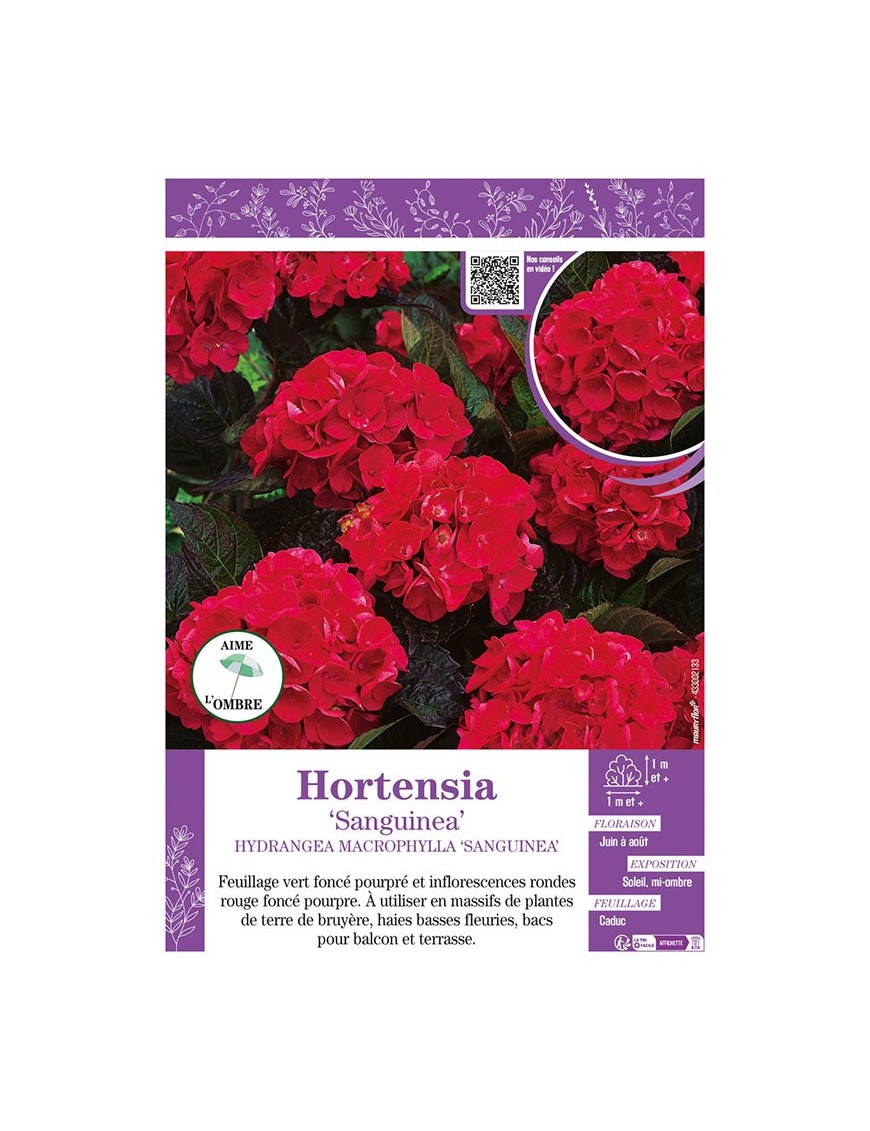 HYDRANGEA MACROPHYLLA SANGUINEA voir Hortensia