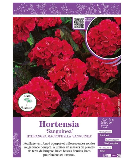 HYDRANGEA MACROPHYLLA SANGUINEA voir Hortensia