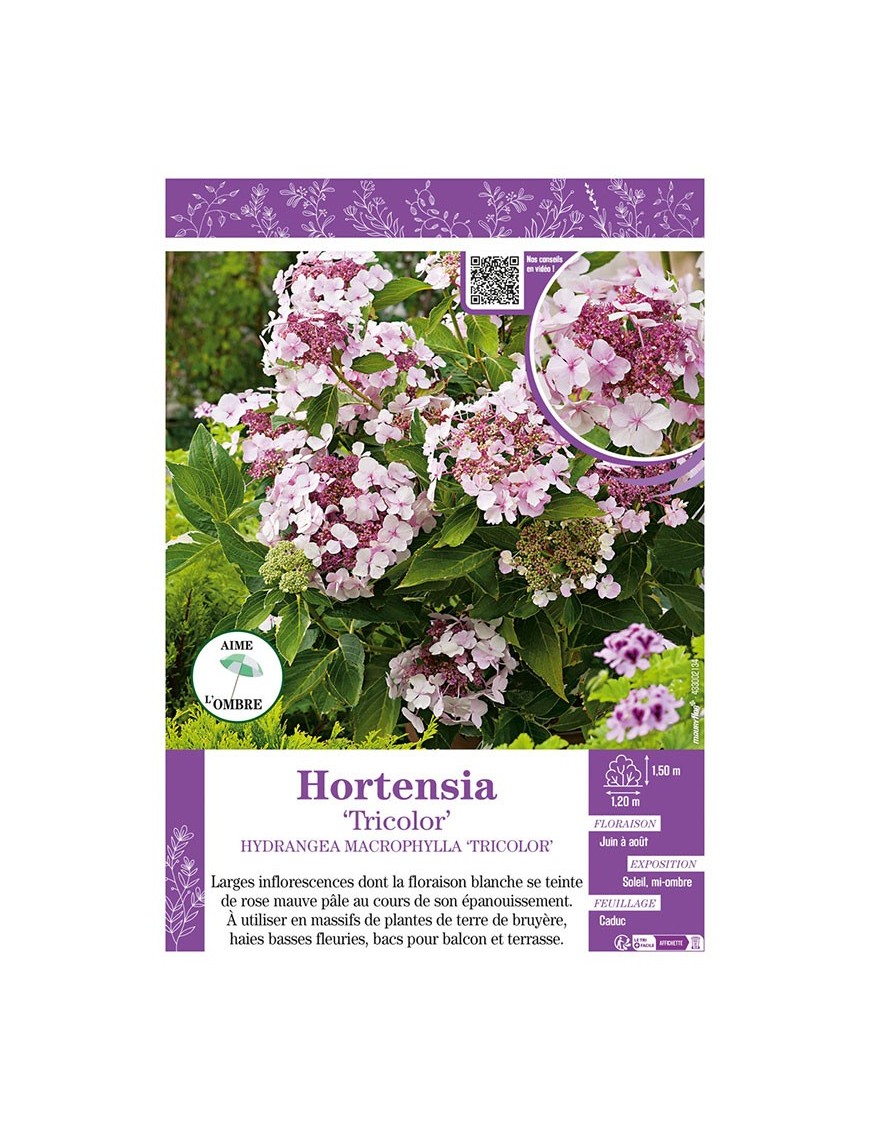 HYDRANGEA MACROPHYLLA TRICOLOR voir Hortensia