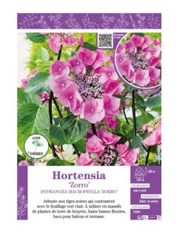 HYDRANGEA MACROPHYLLA ZORRO voir Hortensia