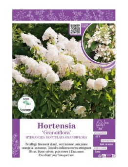 HYDRANGEA PANICULATA GRANDIFLORA voir Hortensia