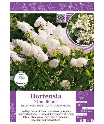 HYDRANGEA PANICULATA GRANDIFLORA voir Hortensia