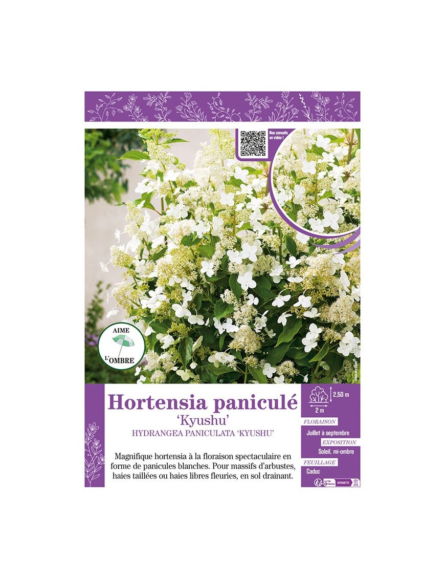 HYDRANGEA PANICULATA KYUSHU voir Hortensia paniculé