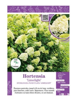 HYDRANGEA PANICULATA LIMELIGHT voir Hortensia paniculé