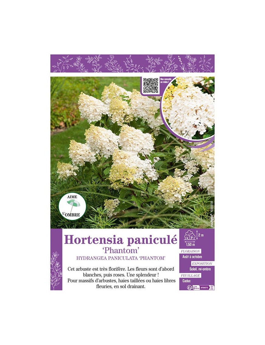 HYDRANGEA PANICULATA PHANTOM voir Hortensia paniculé