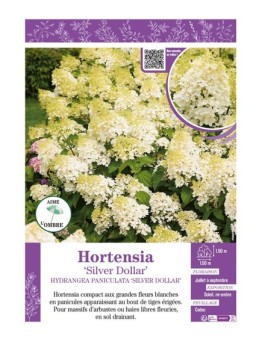 HYDRANGEA PANICULATA SILVER DOLLAR voir Hortensia paniculé