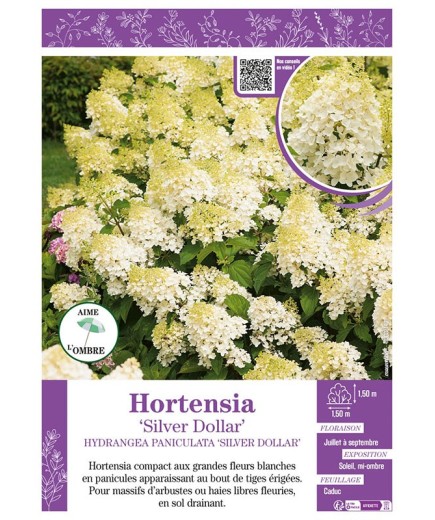 HYDRANGEA PANICULATA SILVER DOLLAR voir Hortensia paniculé