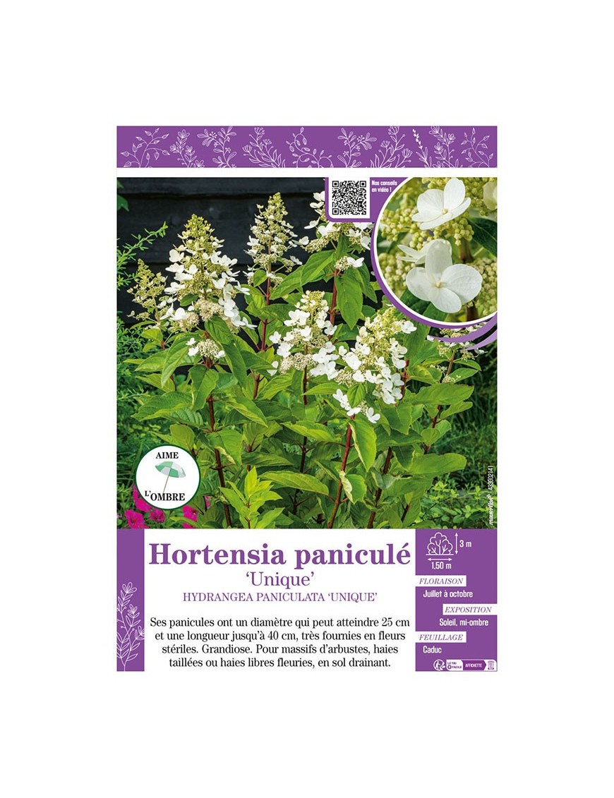 HYDRANGEA PANICULATA UNIQUE voir Hortensia paniculé