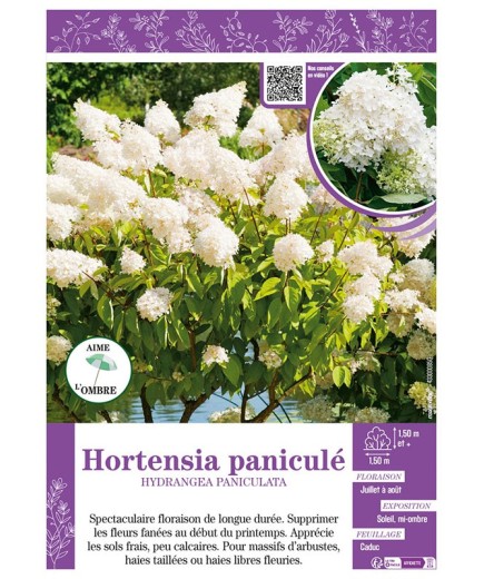 HYDRANGEA PANICULATA voir Hortensia paniculé