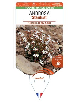 ANDROSA (septentrionalis) Stardust