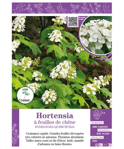 HYDRANGEA QUERCIFOLIA voir Hortensia à feuilles de chêne