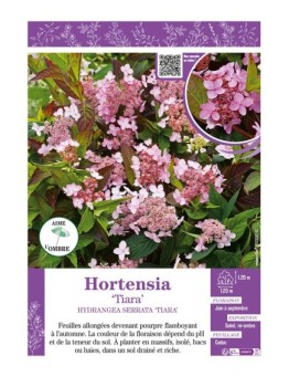 HYDRANGEA SERRATA TIARA voir Hortensia