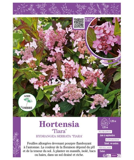 HYDRANGEA SERRATA TIARA voir Hortensia