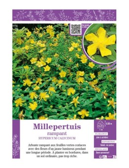 HYPERICUM CALYCINUM voir Millepertuis rampant