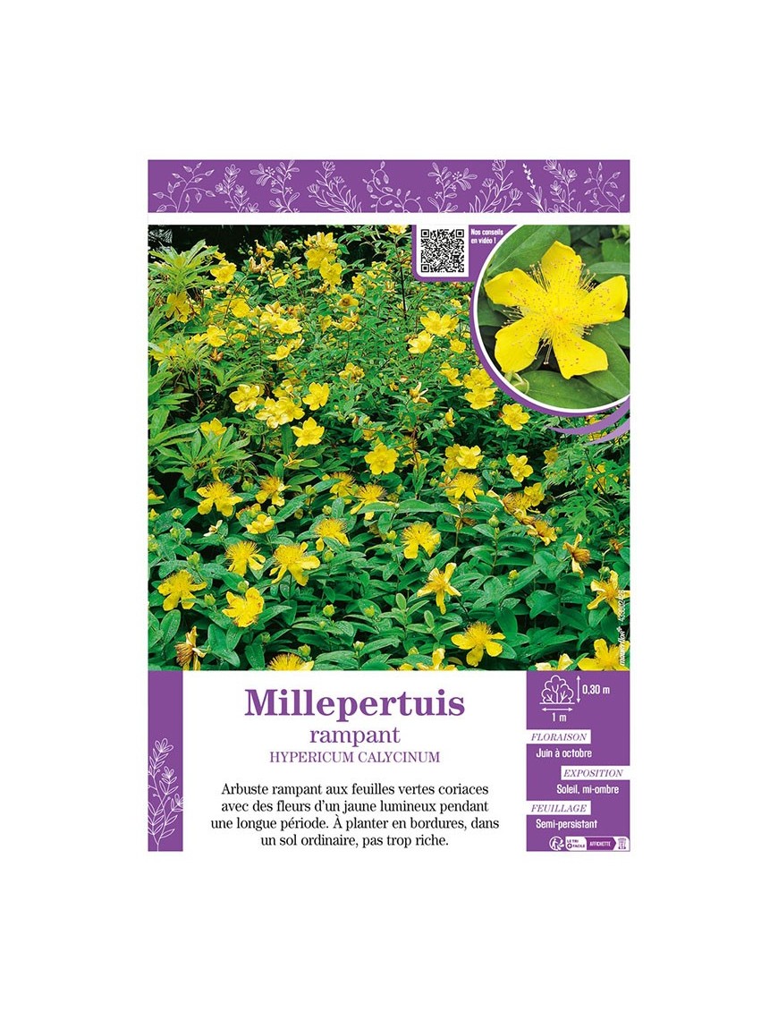 HYPERICUM CALYCINUM voir Millepertuis rampant