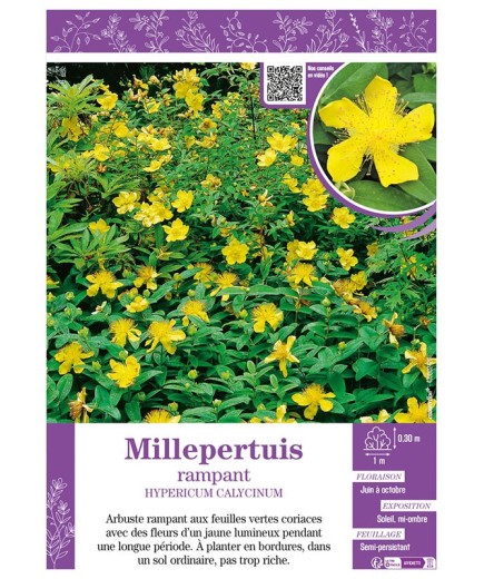 HYPERICUM CALYCINUM voir Millepertuis rampant