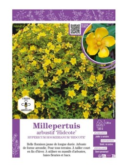 HYPERICUM HOOKERIANUM HIDCOTE voir Millepertuis arbustif