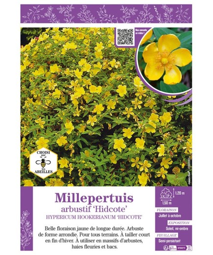 HYPERICUM HOOKERIANUM HIDCOTE voir Millepertuis arbustif