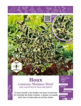 ILEX AQUIFOLIUM MADAME BRIOT voir HOUX COMMUN