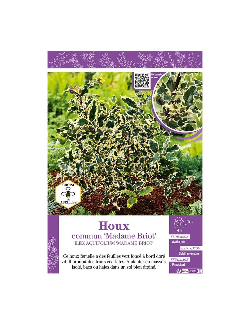 ILEX AQUIFOLIUM MADAME BRIOT voir HOUX COMMUN