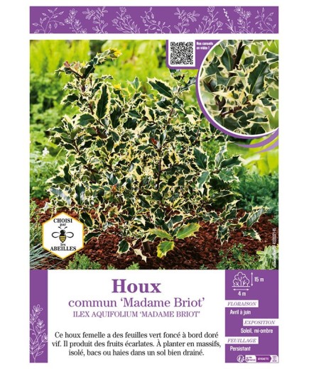 ILEX AQUIFOLIUM MADAME BRIOT voir HOUX COMMUN