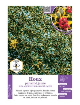 ILEX AQUIFOLIUM HOUX PANACHE JAUNE