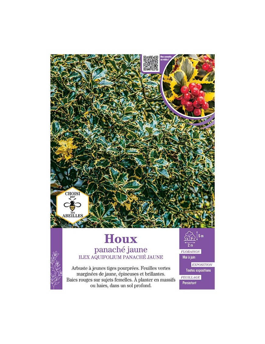 ILEX AQUIFOLIUM HOUX PANACHE JAUNE