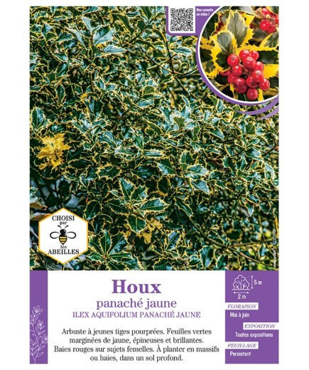 ILEX AQUIFOLIUM HOUX PANACHE JAUNE